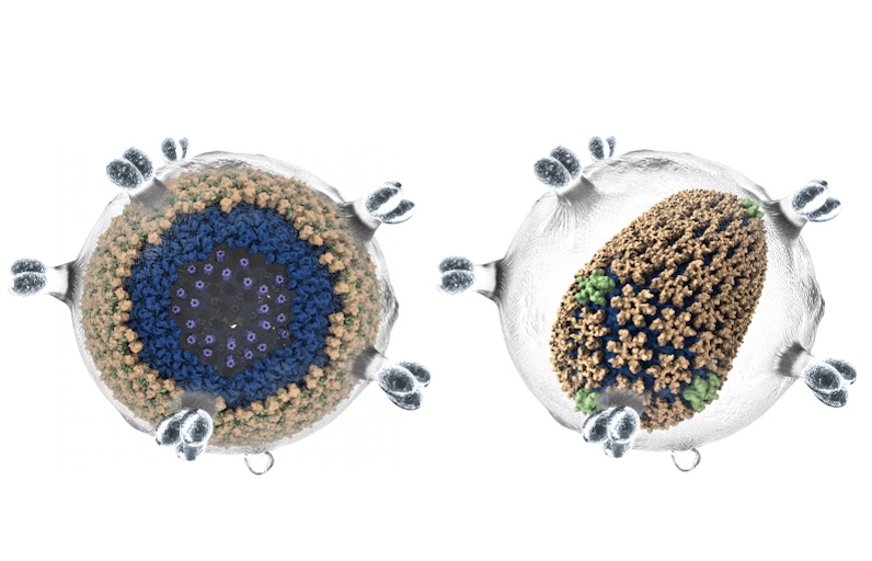 retroviruses-gpus-m
