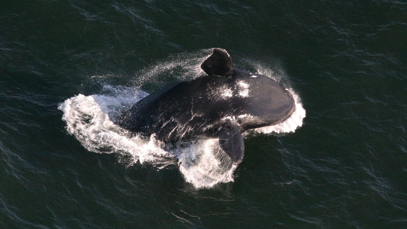 deep-learning-saves-whales_m