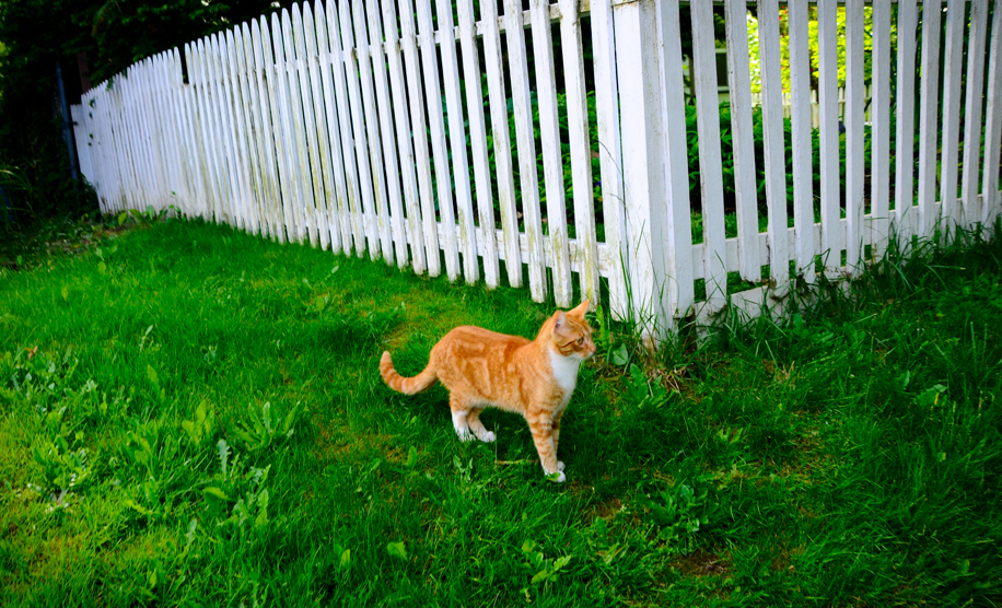 deep-learning-cats-lawn_m