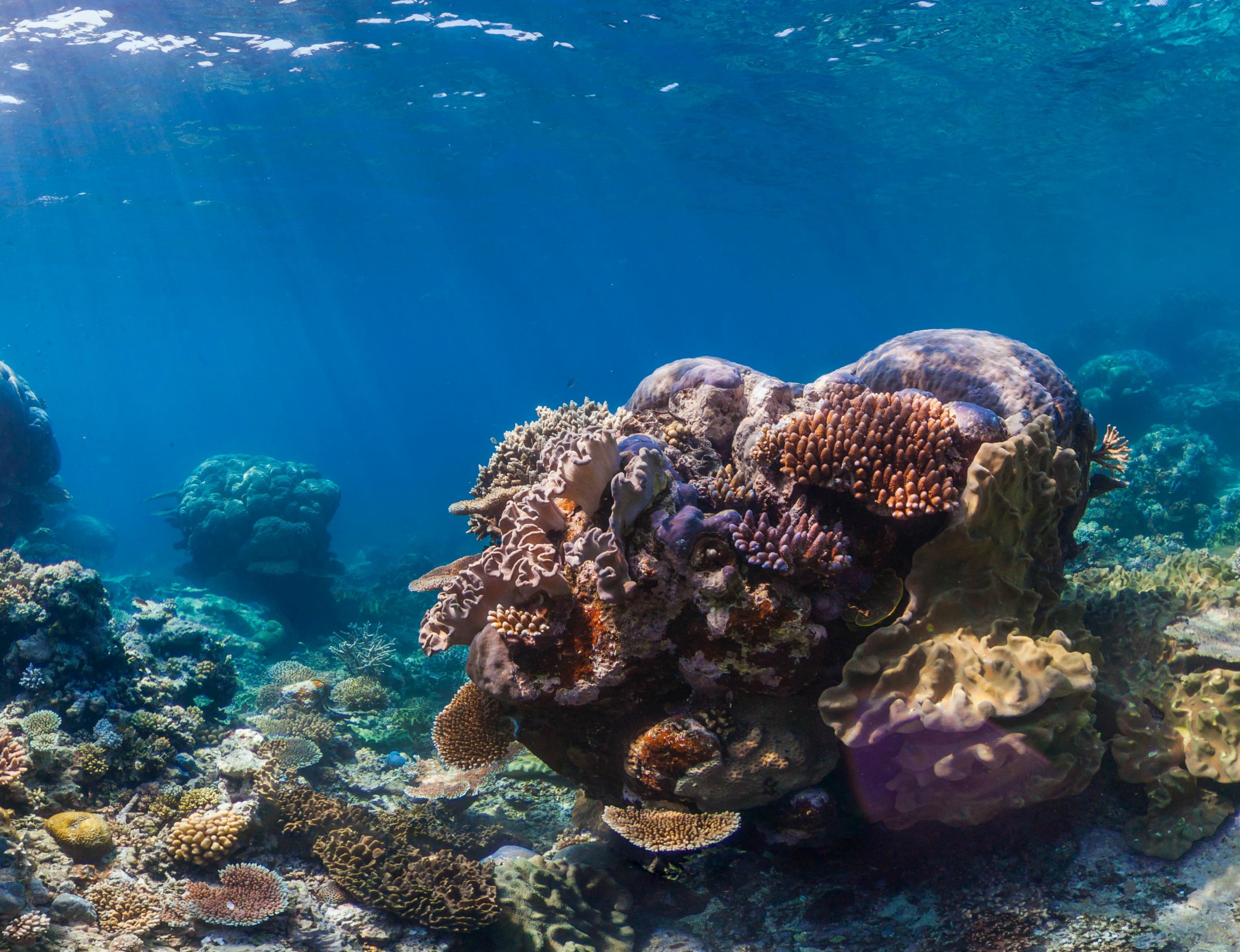 Opal Reef