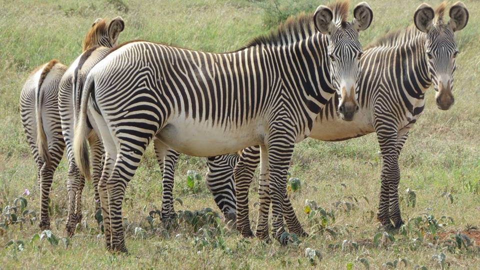 saving-endangered-species_m