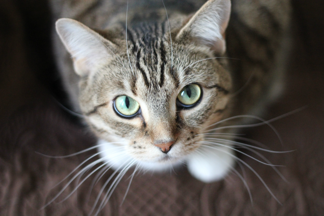 how-pictures-of-cats-help-computers-read-chest-x-rays_m