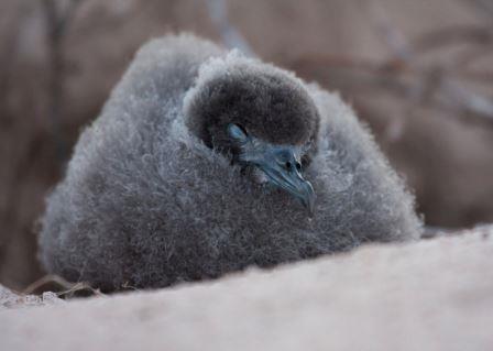 ai-podcast-endangered-birds-conservation-metrics_m