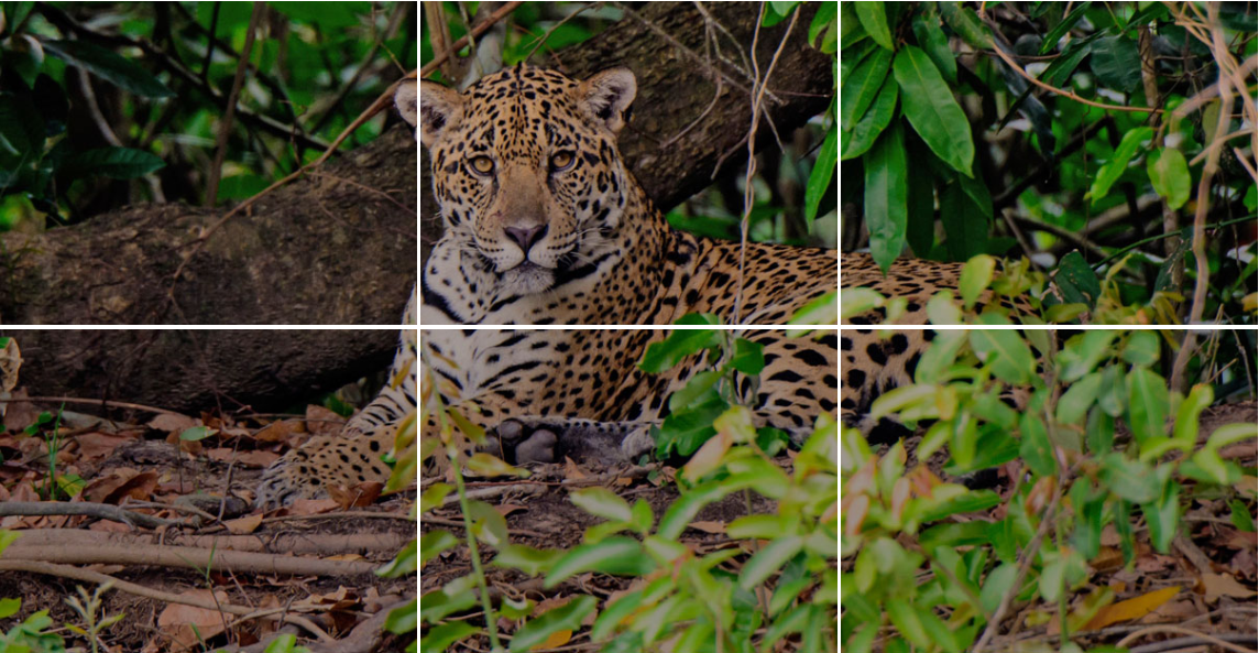 protect-endangered-species_m