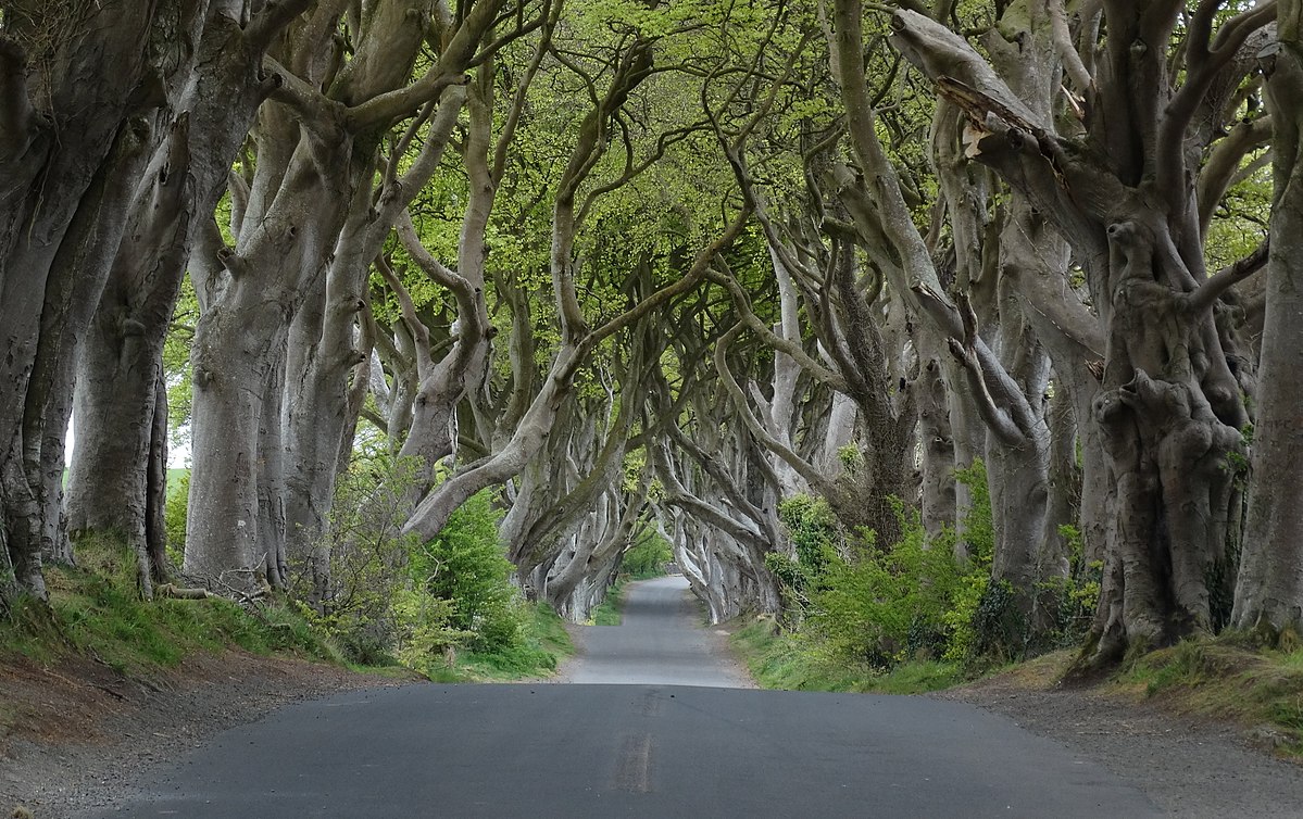 dark-hedges-county-antrim_m