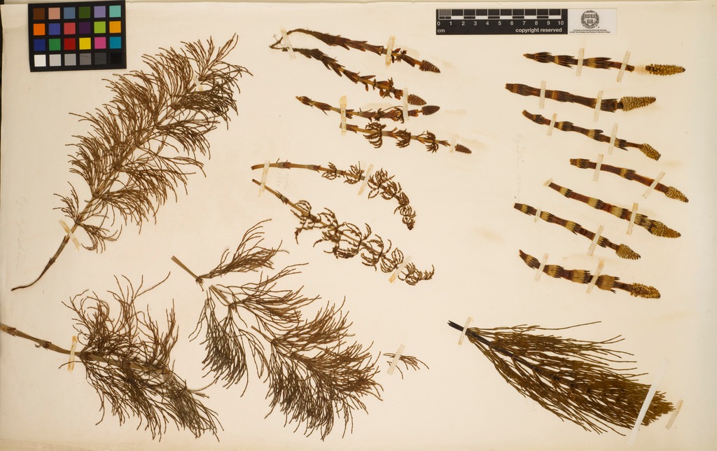 ai-for-biodiversity-informatics_m