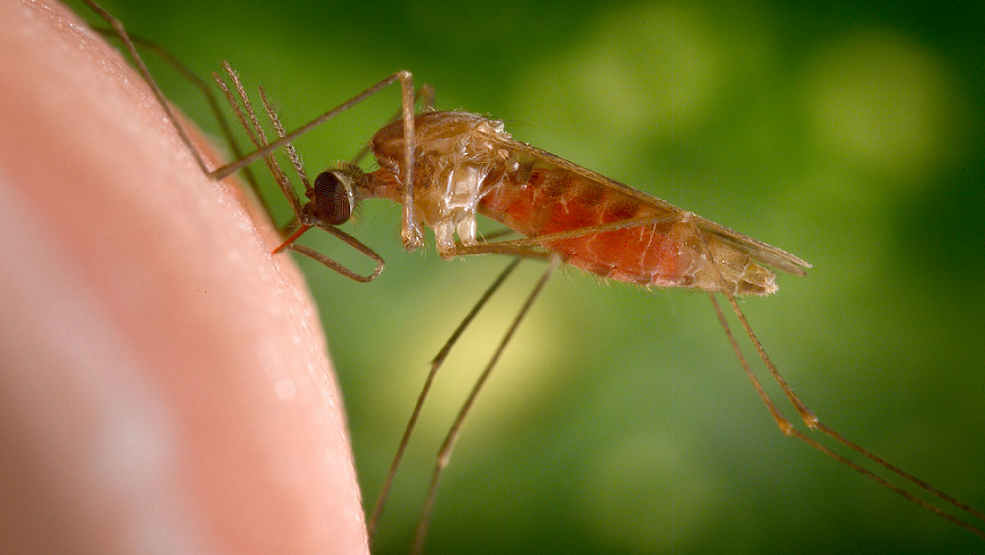 ai-malaria-mosquitoes_m