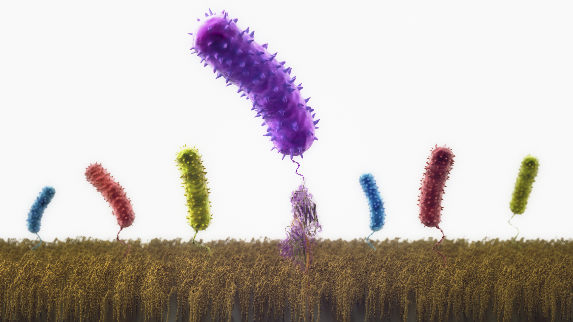 antibiotic-resistant-staph_m