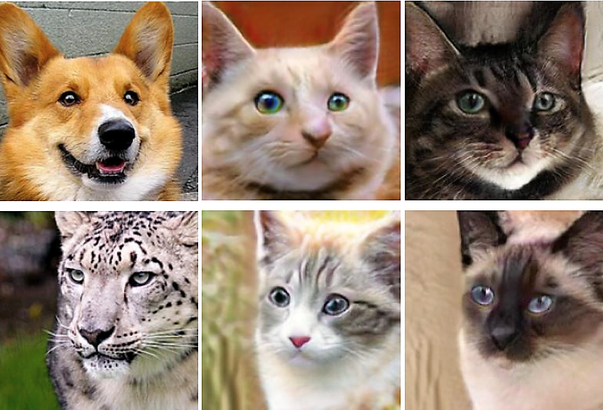 cats-dogs-nvresearch1_m