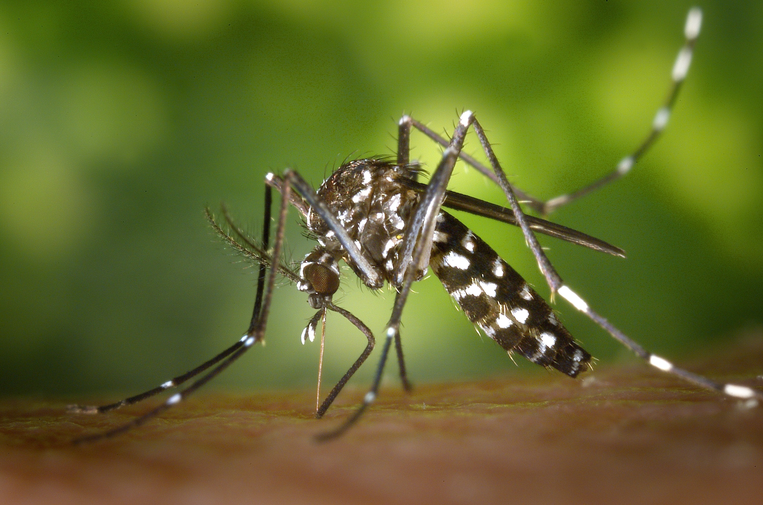 aedes-albopictus-asian-tiger-mosquito-close-up_m